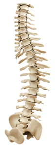 Human spine anatomy model isolated on transparent background