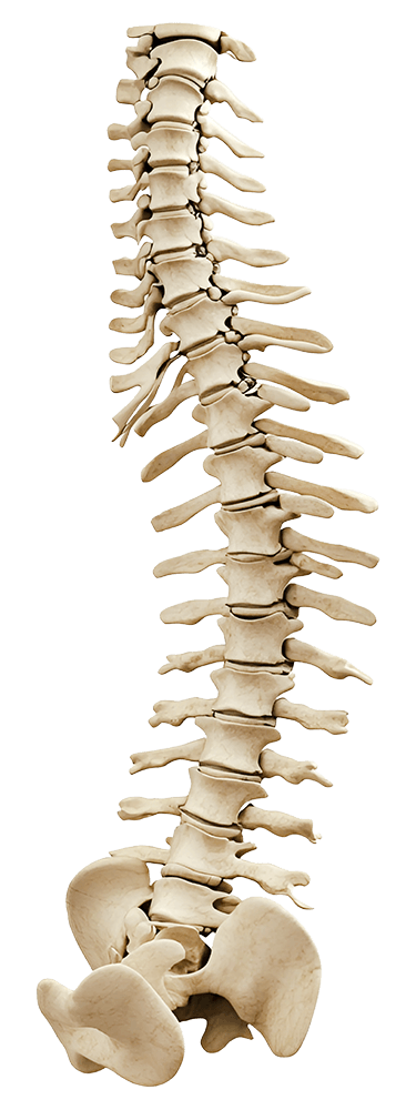 Human spine anatomy model isolated on transparent background Human spine anatomy model isolated on transparent background